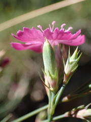 Dianthus graniticus