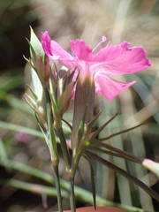 Dianthus graniticus