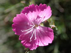 Dianthus graniticus