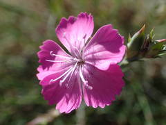 Dianthus graniticus