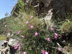 Dianthus graniticus