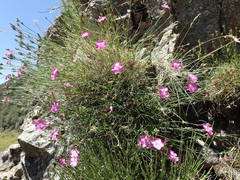 Dianthus graniticus