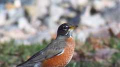 Turdus migratorius