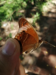 Abisara echerius