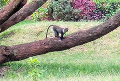 Cercopithecus mitis kolbi