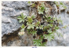 Potentilla caulescens