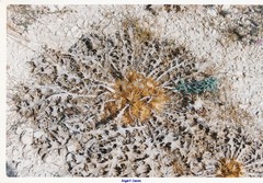 Onopordum acaulon