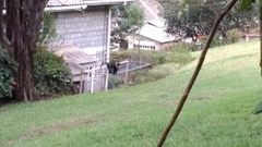 Cercopithecus mitis kolbi