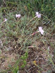 Dianthus gallicus