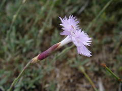 Dianthus gallicus