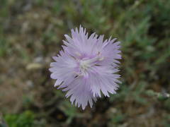 Dianthus gallicus