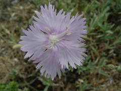 Dianthus gallicus