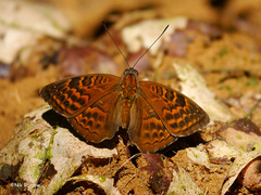 Euriphene amicia