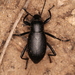 Extricated Darkling Beetle - Photo (c) Fabian A. Boetzl, some rights reserved (CC BY-NC), uploaded by Fabian A. Boetzl