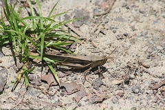 Stenocatantops splendens