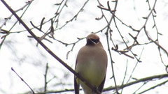 Bombycilla cedrorum
