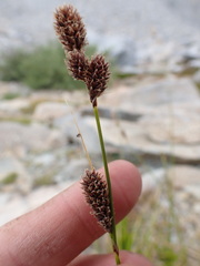 Carex congdonii