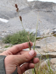 Carex congdonii