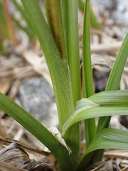 Carex congdonii