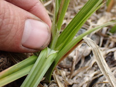 Carex congdonii