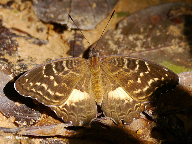 Gambia Nymph