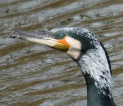 Phalacrocorax carbo