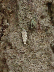 Crypsitricha stereota