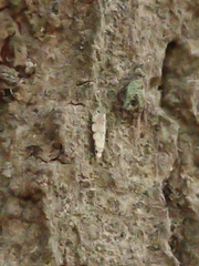 Crypsitricha stereota