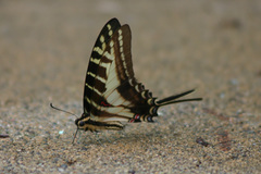 Eurytides philolaus xanticles