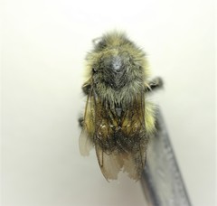 Bombus sitkensis