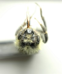 Bombus sitkensis