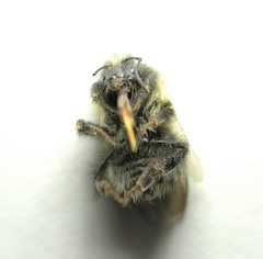 Bombus sitkensis