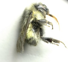 Bombus sitkensis