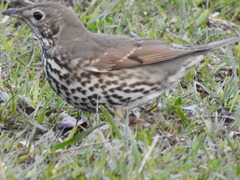 Turdus philomelos