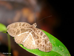 Catuna crithea