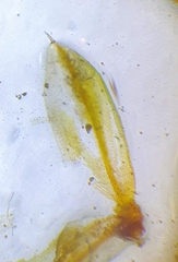 Pterygoneurum ovatum