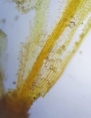 Pterygoneurum ovatum