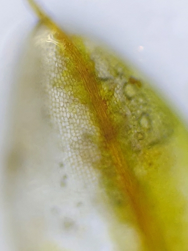 Image of Pterygoneurum ovatum by no rights reserved