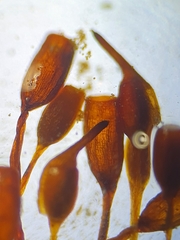 Pterygoneurum ovatum