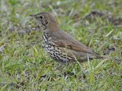 Turdus philomelos