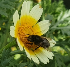Apis mellifera intermissa