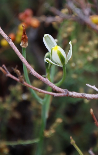 Albuca humilis