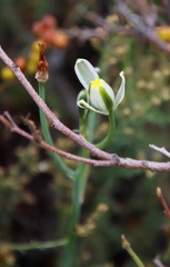 Albuca humilis