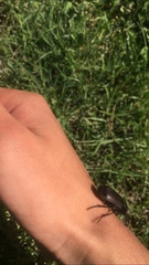 Calosoma vagans
