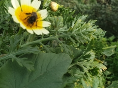 Apis mellifera intermissa