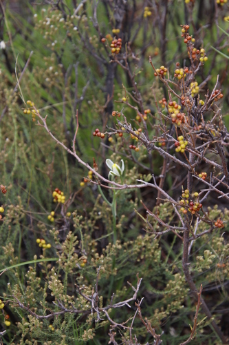 Albuca humilis