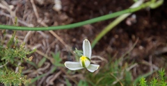 Albuca humilis