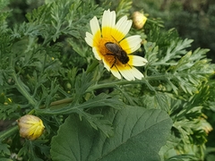 Apis mellifera intermissa