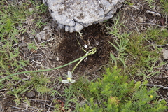 Albuca humilis