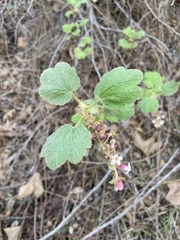 Ribes malvaceum viridifolium